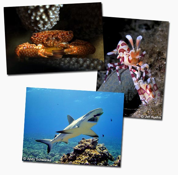 sea creatures while diving