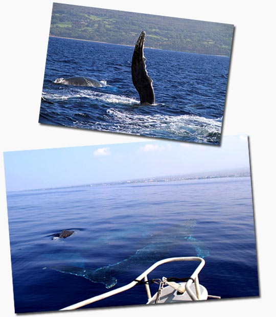 whale pectoral fin from boat