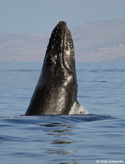 Maui Humpback Whale