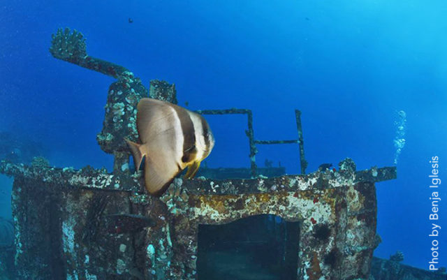 batfish-with-wreck-benja-wide-copy