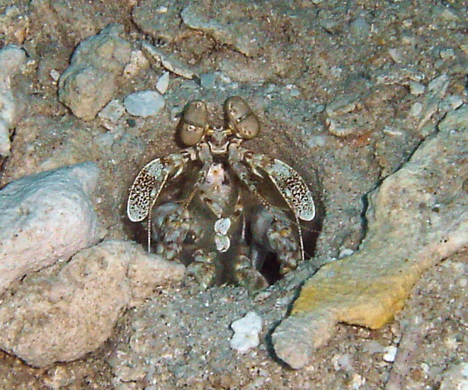 Giant Matins Shrimp exposed at entrance to his hole