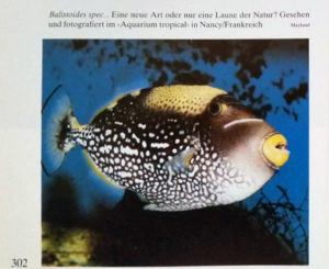 A clown triggerfish with unusual color pattern in a French aquarium.