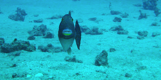Bridled Triggerfish defending her eggs