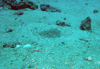 Bridled triggerfish egg mass