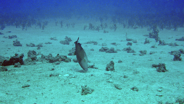 Bridled triggerfish fanning her eggs
