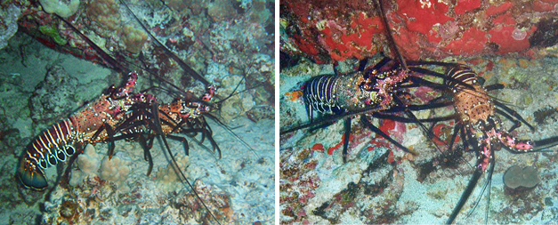 Male spiny lobster grasping female