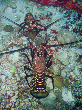 Male and female spiny lobsters face to face.