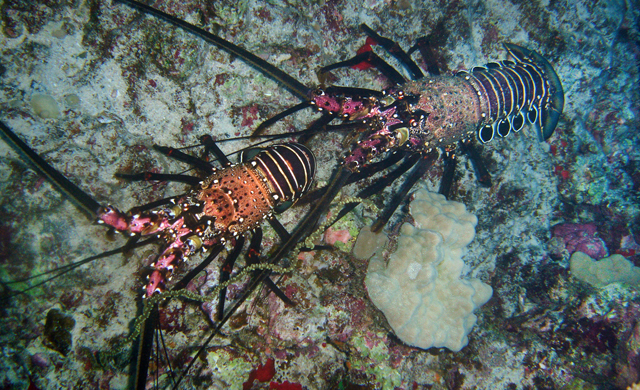 Male spiny lobster grasping at female.