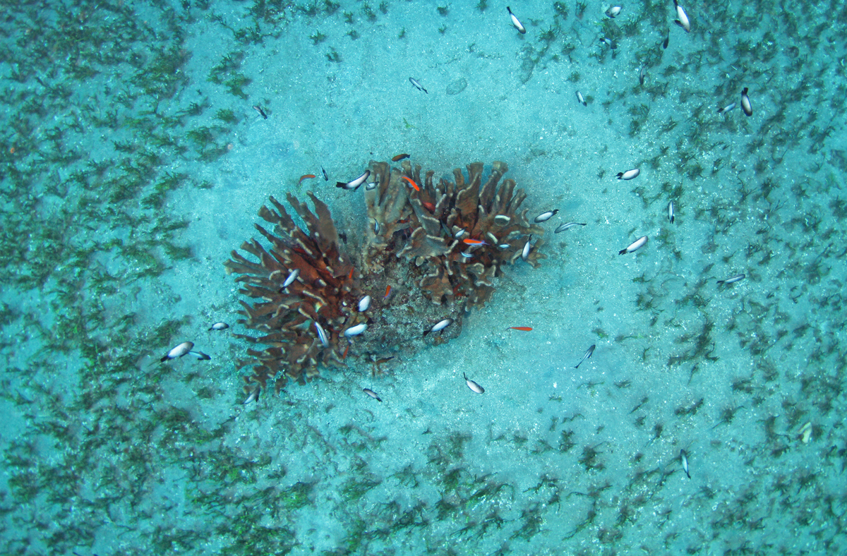 an antler coral with a Randall Zone