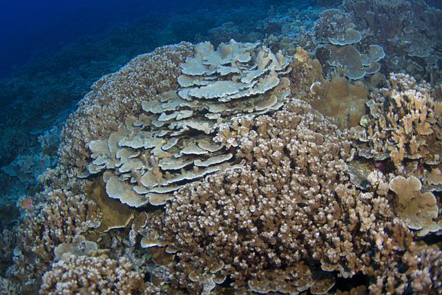 Impressive coral reef inside Molokini Crater