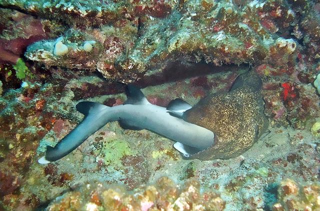 a yellowmargin moray eating a whitetip reef shark