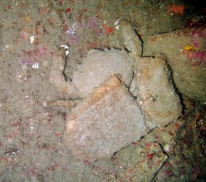 Original sponge crab still carrying his man made sponge from the captain's chair on the St. Anthony wreck.