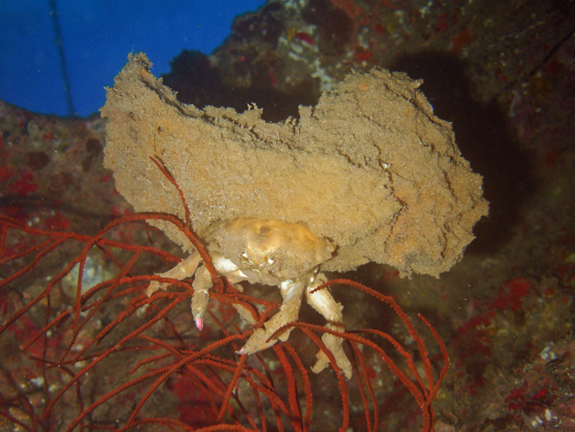 Young sponge crab carrying sponge on his back