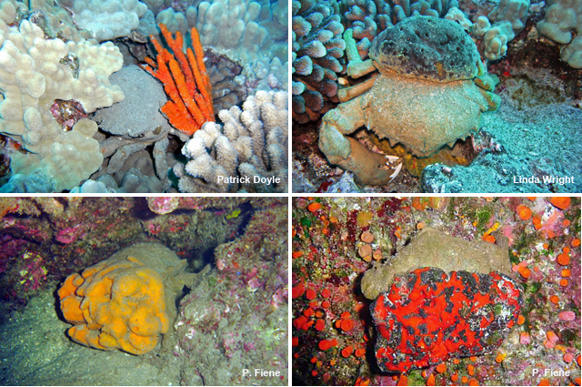Different types of sponges carried by sponge crabs in Hawaii.