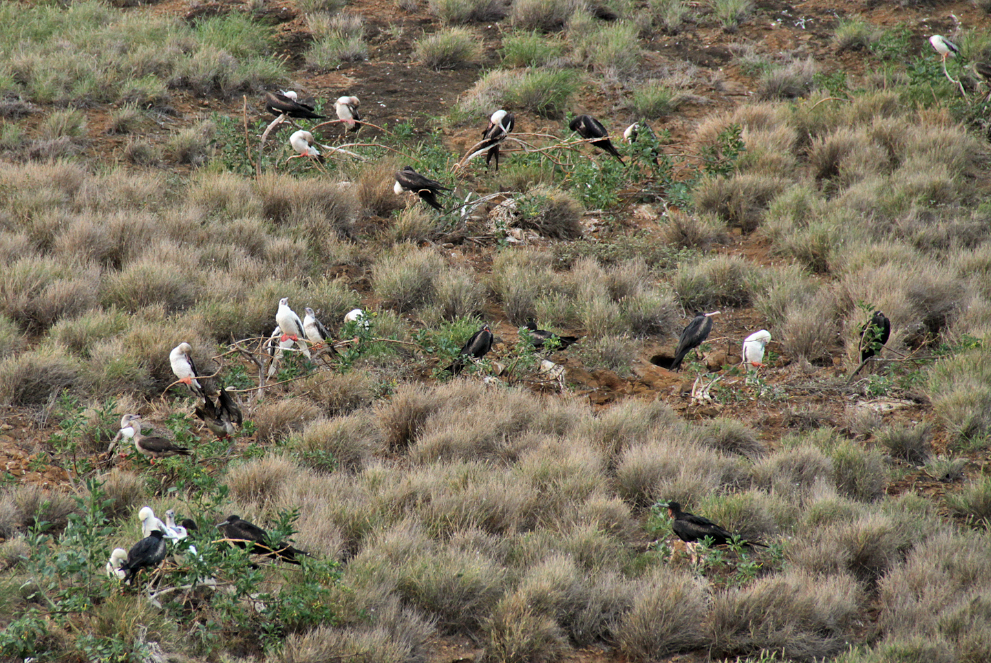 Red-footed Boobies (16 in this photo) roosting at Molokini along with Great Frigatebirds. Molokini Islet. Aug. 12, 2019.