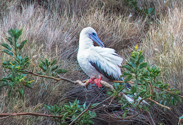 Red-footed Booby - Molokini Islet - Photo by Andy Schwanke