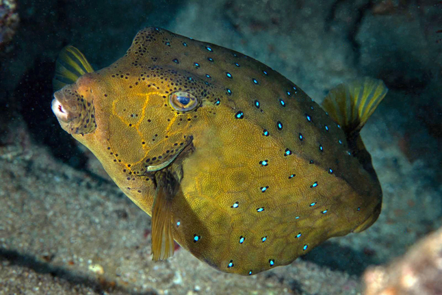 Yellow Boxfish (Ostracion cubicus) off of Maui, Hawaii.