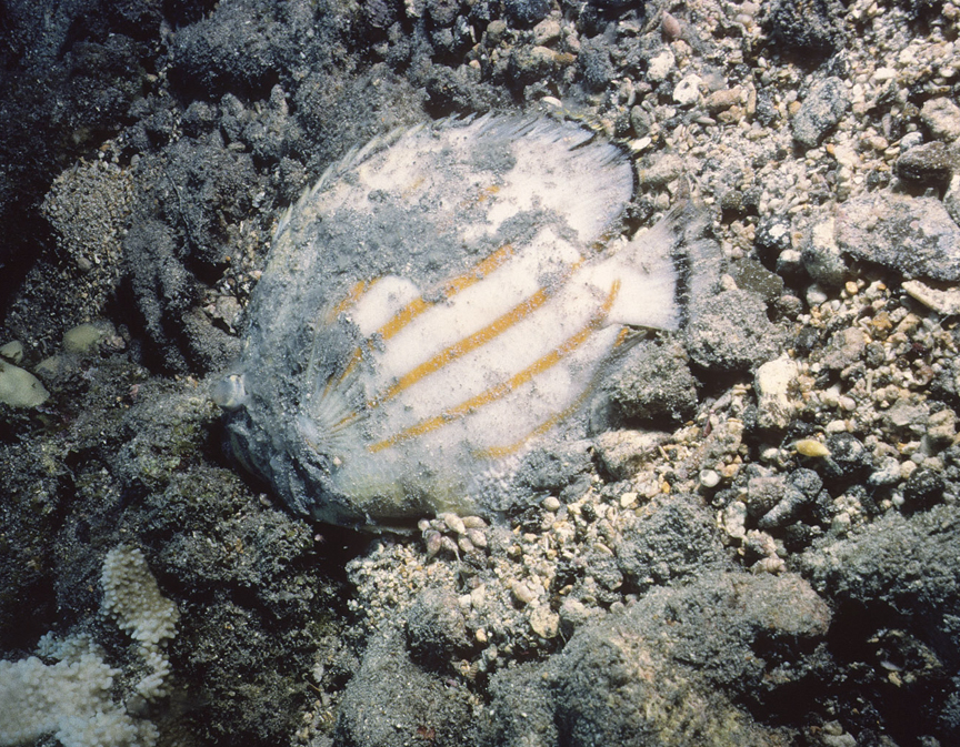 Dead ornate butterflyfish on the bottom at Molokini after the Navy detonates WWII ordnance in Sept. 1984.