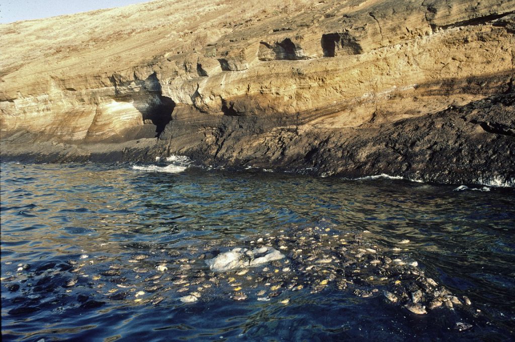 Over 200 dead fish floating on the surface at Molokini after the Navy detonates WWII ordnance in Sept. 1984.