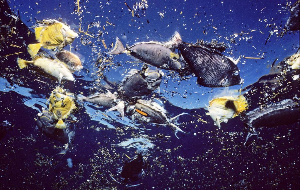 Dead fish floating on the surface at Molokini after Navy detonates old ordnance there in Sept. 1984.