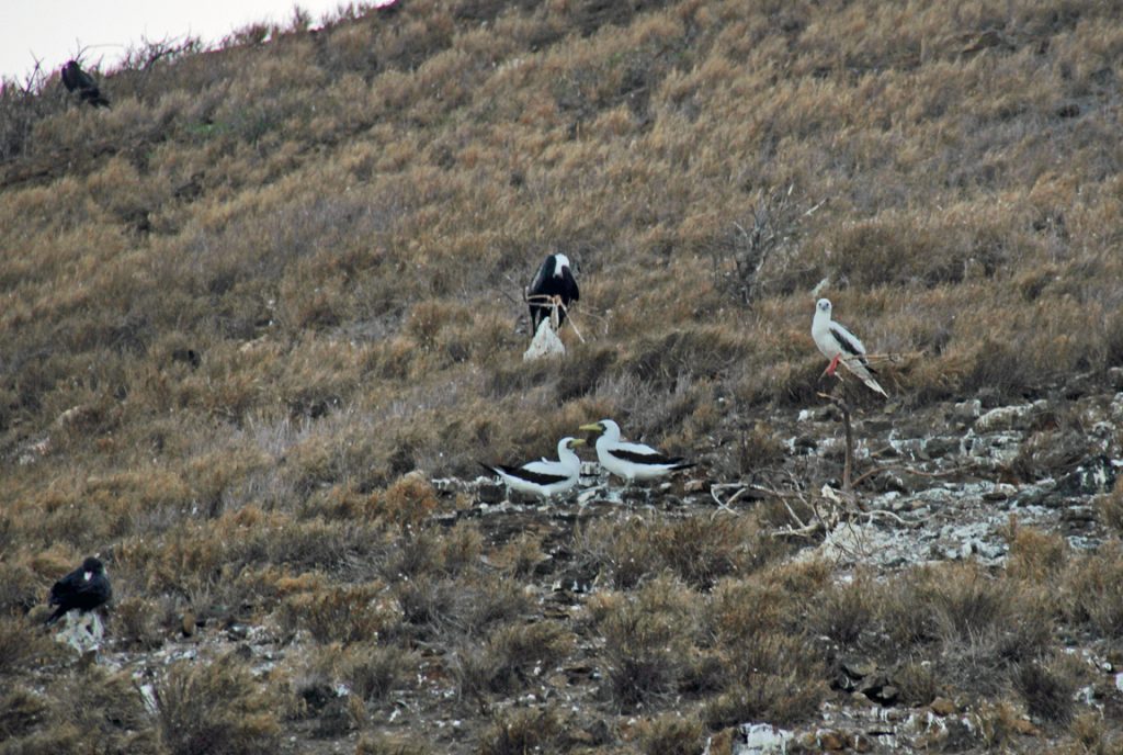 Two masked boobies roosting on the inner slope of Molokini. Sept. 4, 2020.