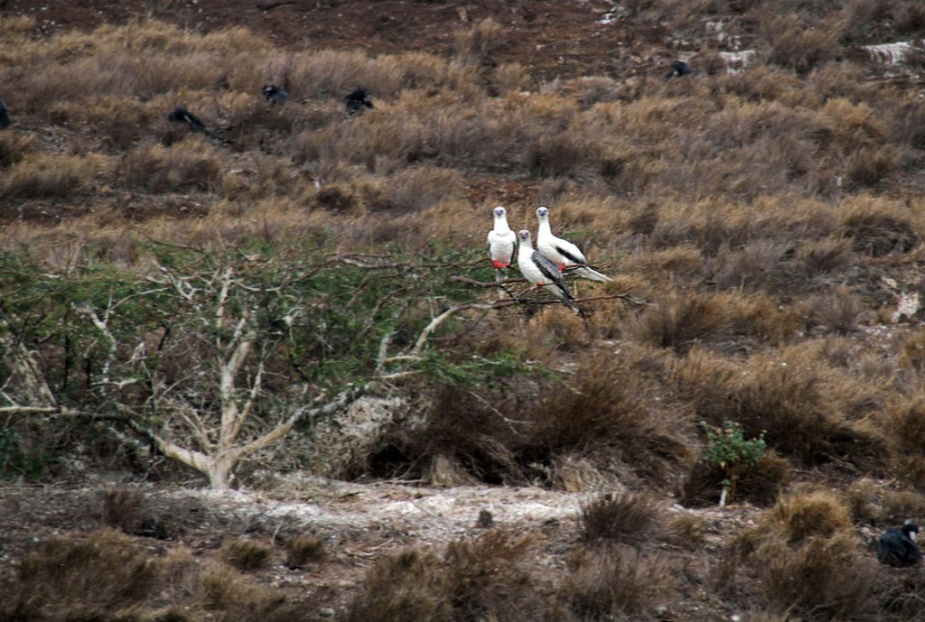 Three red-footed boobies perch on a small tree on the inner slope of Molokini. Sept. 11, 2020.