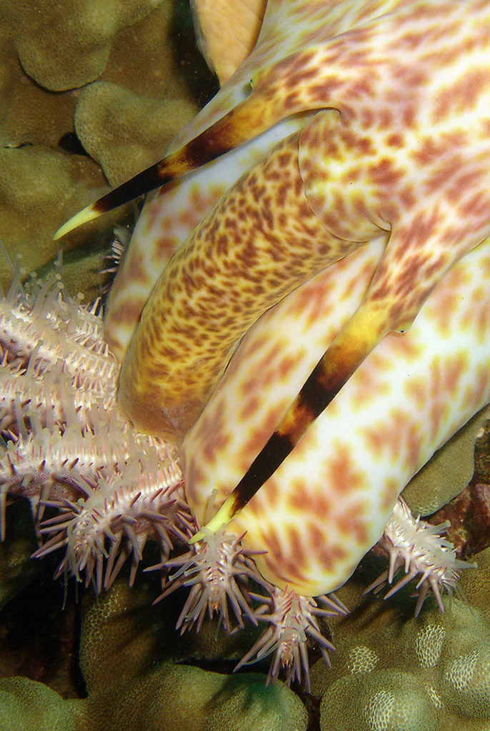 Triton's trumpet (Charonia tritonis) eating a crown-of-thorns starfish.