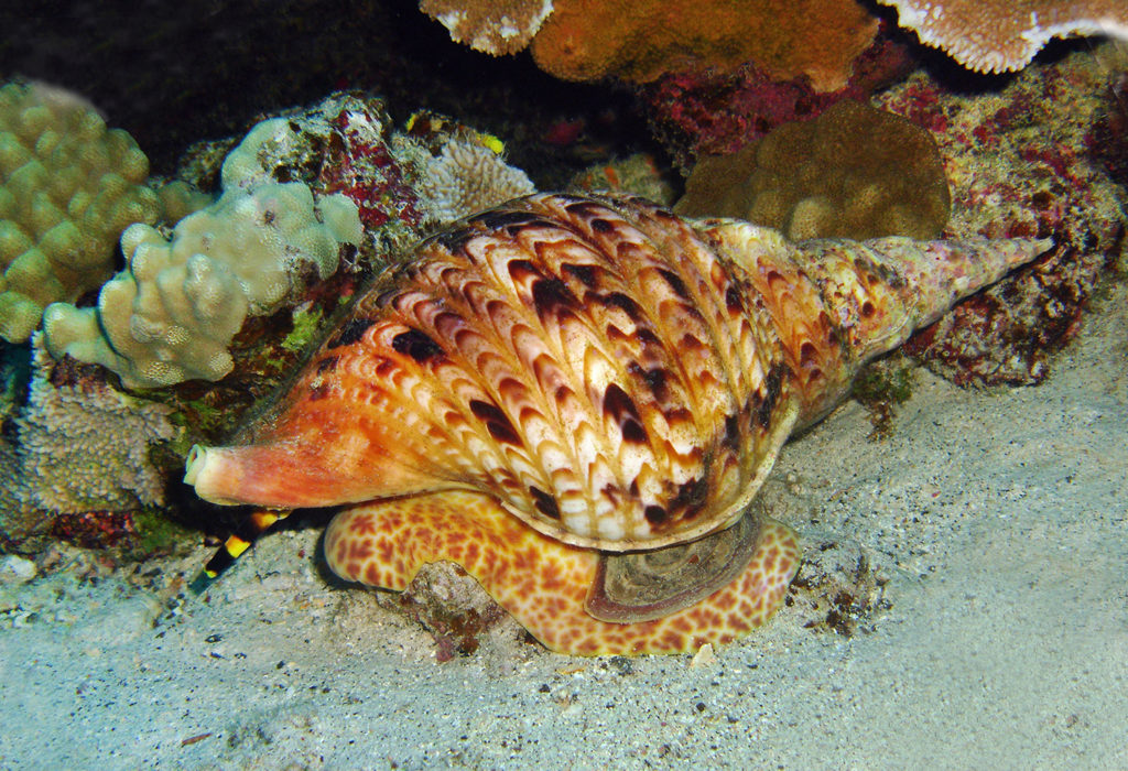 A Triton's trumpet (Charonia tritonis) crawling.
