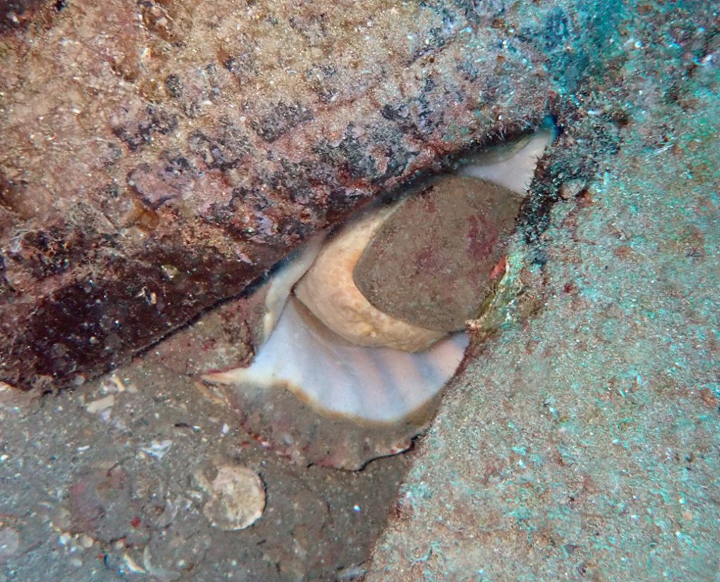 Triton's trumpet (Charonia tritonis) stuck in tire module.