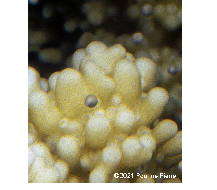 Rice coral polyp releasing an egg/sperm bundle. 
Maui, Hawai‘i.