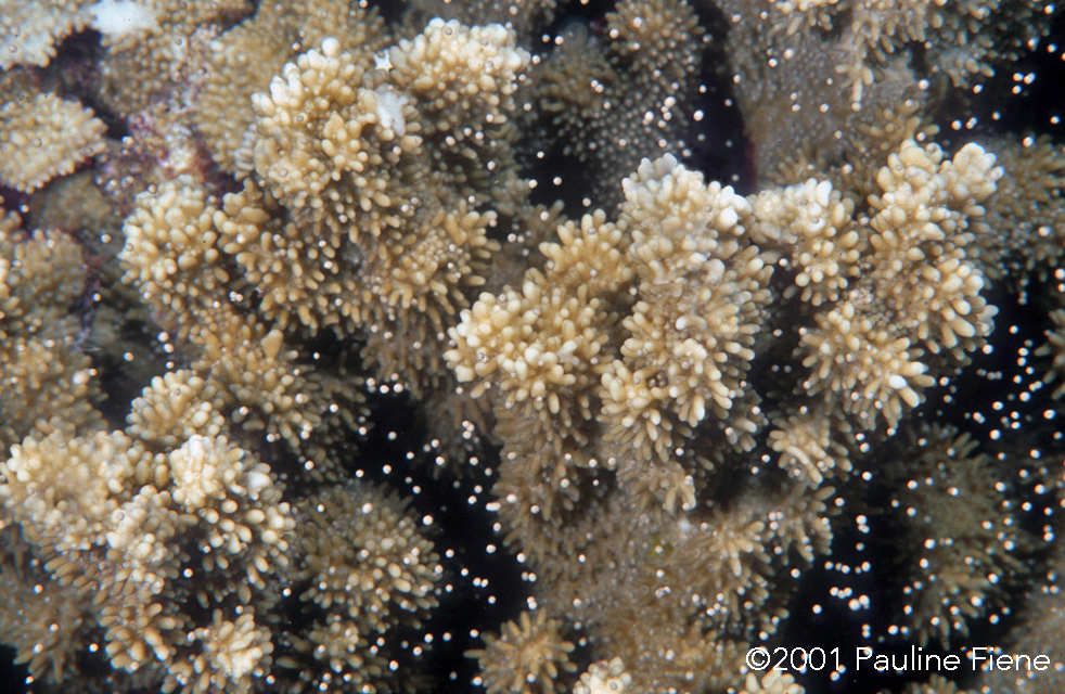 Bundles of eggs and sperm slowly rising to the surface during rice coral spawning (Montipora capitata) Maui, Hawai‘i