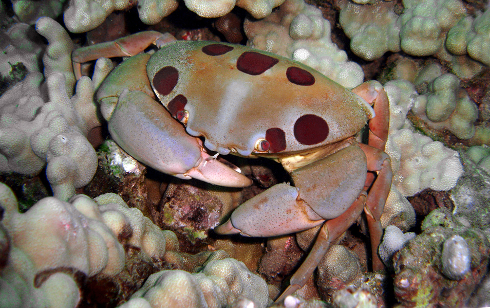A typical Seven-Eleven Crab with severn spots visible from the top front. Makena, Maui. Photo by Pauline Fiene.