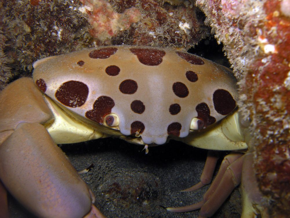 An unusual Seven-Eleven crab with at least 22 spots. Kealakekua Bay, Big Island. Photo by Cory Pittman.