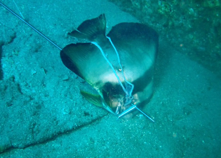 The Maui batfish lying on the bottom pierced by a spear.