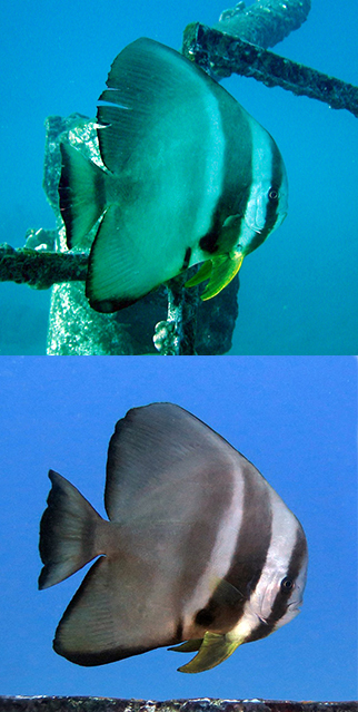 The Maui batfish. Young adult in 2003 with rounded forehead. Adult with bony hump on forehead 2016. 